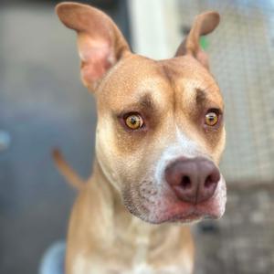 A close-up of a brown and white dog with perked ears and expressive eyes, looking directly at the camera.