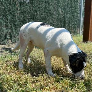 Chari, Mixed Breed (Medium), adult, available for adoption