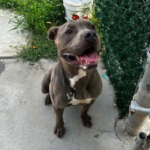 Flyboy, Terrier, Pit Bull, adult, available for adoption