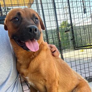 Dog, Mixed Breed (Medium), adult, available for adoption