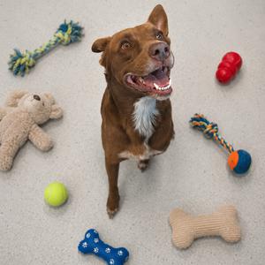A brown dog with a white chest and a happy expression is sitting on a carpeted floor surrounded by various dog toys, including a stuffed animal, a ball, a rope toy, a bone-shaped toy, and a red chew toy.