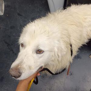 Apple, Pyrenees, Great, adult, available for adoption