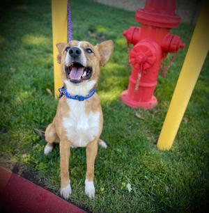 Tater Bug, Australian Shepherd, adult, available for adoption