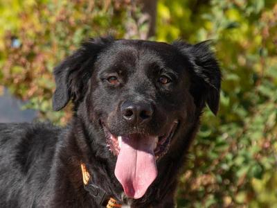 Mae Mae A061038, Labrador Retriever, young, available for adoption