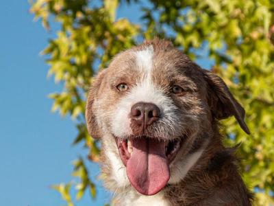 Max A061393, American Staffordshire Terrier / Border Collie, puppy, available for adoption