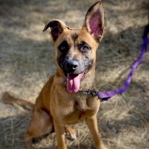 Lacy, Belgian Shepherd / Malinois, young, available for adoption