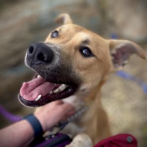 A close-up photo of a tan dog with its mouth open and tongue hanging out.