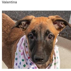 PUPPIES, Belgian Shepherd / Malinois, young, available for adoption