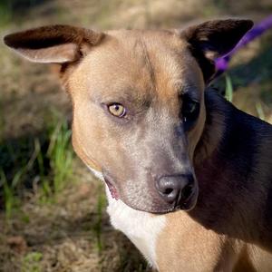 Mary Ann, Akita, adult, available for adoption