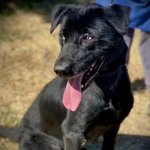 Dahlia, Black Labrador Retriever, adult, available for adoption