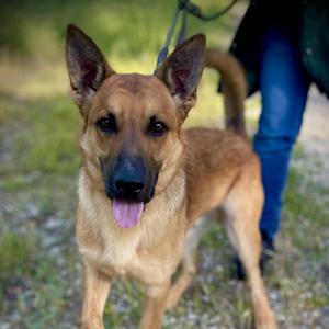 Theo, Belgian Shepherd / Malinois, young, available for adoption
