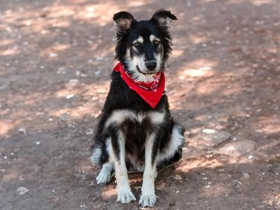 Pepe A059110, Border Collie, adult, available for adoption
