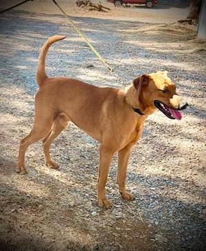 Clifford A061288, Doberman Pinscher / German Shepherd Dog, young, available for adoption