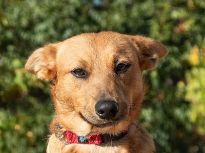 Honey A061372, Australian Cattle Dog / Blue Heeler, puppy, available for adoption