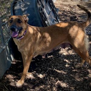 Peggy, Belgian Shepherd / Malinois, adult, available for adoption