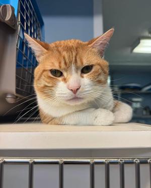 Gato, adult, available for adoption