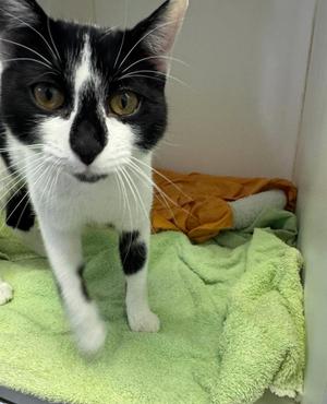 Twilight, adult, available for adoption