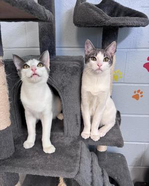 Phineas & Ferb, young, available for adoption