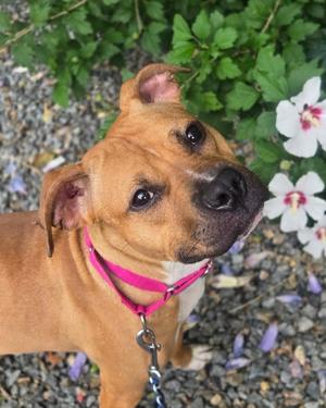 Peggy Sue, American Bully, young, available for adoption