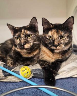 Venus & Serena, young, available for adoption