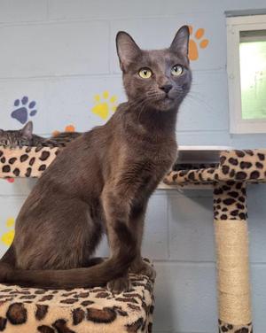 Sage, young, available for adoption