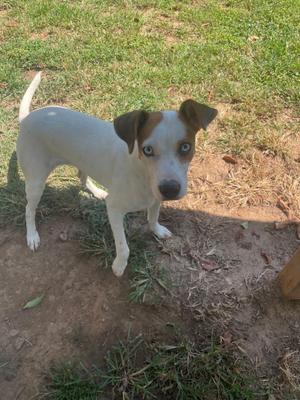 a white and brown dog standing on a patch of dirt and grass