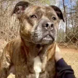 Abby, American Bulldog / Australian Cattle Dog / Blue Heeler, adult, available for adoption