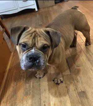 A brown bulldog standing on a wooden floor, looking directly at the camera.