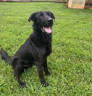 Graham, Flat-Coated Retriever / Newfoundland Dog, young, available for adoption