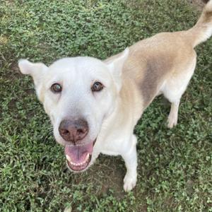 Arlo, Siberian Husky / Labrador Retriever, adult, available for adoption