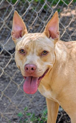 A light-colored dog with pointed ears and a pink tongue sticking out, standing in front of a chain-link fence.