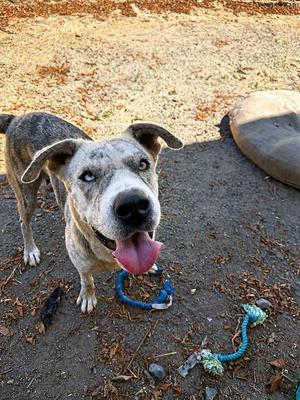 CHANEL, Pit Bull Terrier, adult, available for adoption
