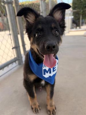 FINN, German Shepherd Dog, puppy, available for adoption