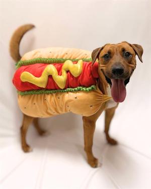 CHILI, Labrador Retriever / Rhodesian Ridgeback, adult, available for adoption