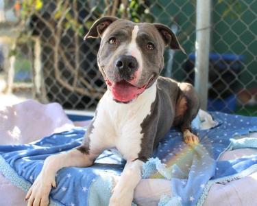 JULES, Pit Bull Terrier, adult, available for adoption