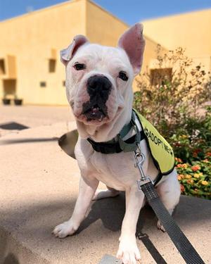 CHARLIE, Bulldog, adult, available for adoption