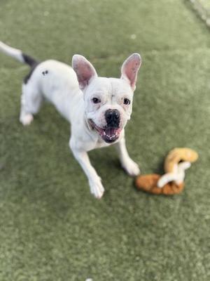 CHARLIE, Bulldog, adult, available for adoption
