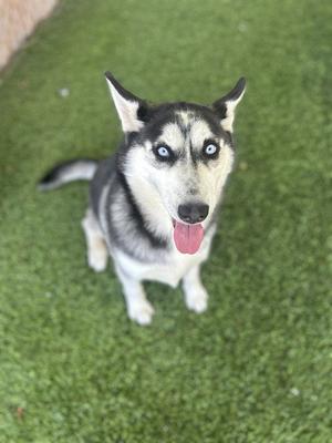 CHARLOTTE, Siberian Husky, young, available for adoption