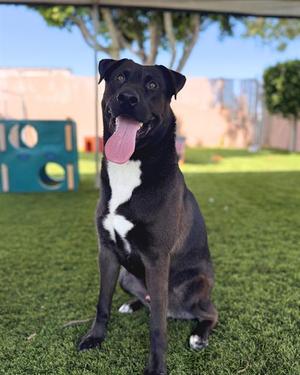 BOOMER, Labrador Retriever, adult, available for adoption