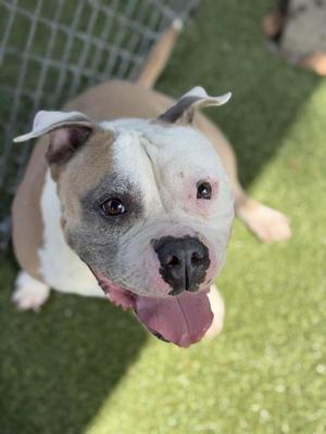 DUMPLING, Bulldog, adult, available for adoption