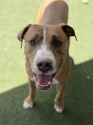 ANTHONY, Pit Bull Terrier, adult, available for adoption