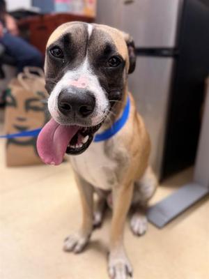 AANG, Pit Bull Terrier, adult, available for adoption