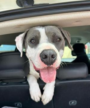 HUNK, Pit Bull Terrier, adult, available for adoption