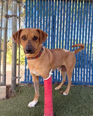 CARMELO, Labrador Retriever / Hound, adult, available for adoption