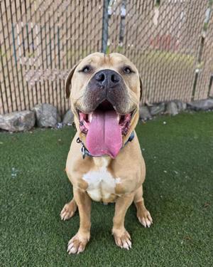A happy brown dog with a pink tongue sticking out, sitting on green grass with a fence in the background.