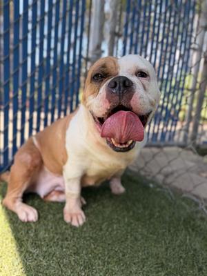 EGG ROLL, Bulldog, adult, available for adoption