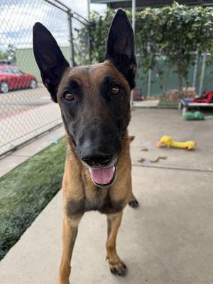 G.I. JOE, Belgian Shepherd Malinois, adult, available for adoption