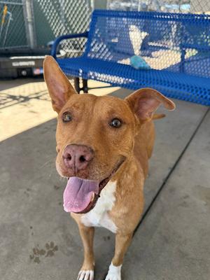 APRICOT, Pit Bull Terrier, senior, available for adoption