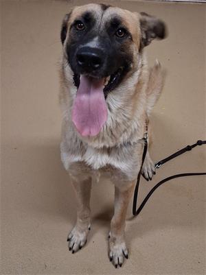 A dog with a black and tan coat, standing on a beige surface, with its tongue out and a leash attached to its collar.