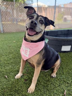 BONITA, Pit Bull Terrier, adult, available for adoption